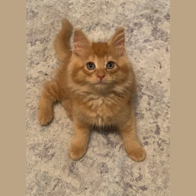 Photo of Kintaro (Assisted Rehome)