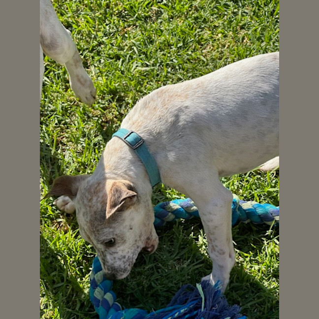 Photo of Bob   11 Week Old Cattle Dog X Staffy (Trial 10/10