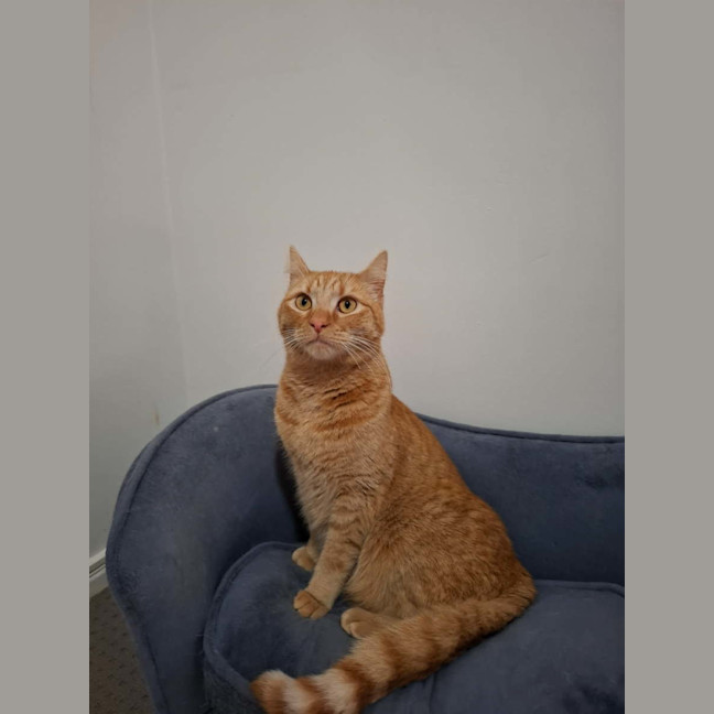 Photo of Alfie