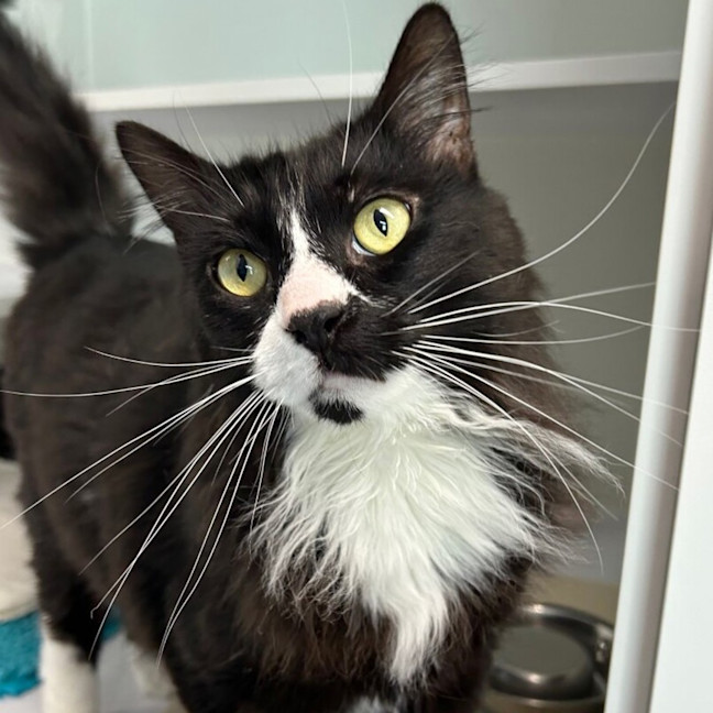 Photo of Mac (Bonded To Phoebe)