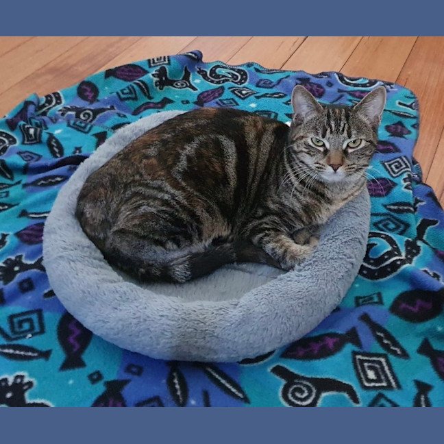 Photo of Starfire   In Foster Care In Brunswick