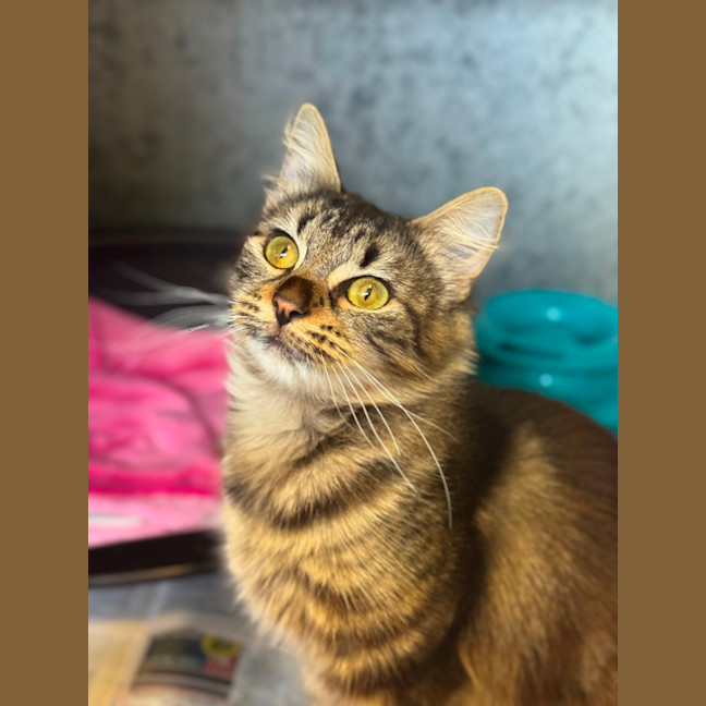 Photo of Zulu