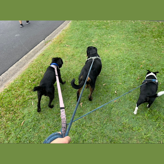 Photo of Major *$350 Adoption Fee*