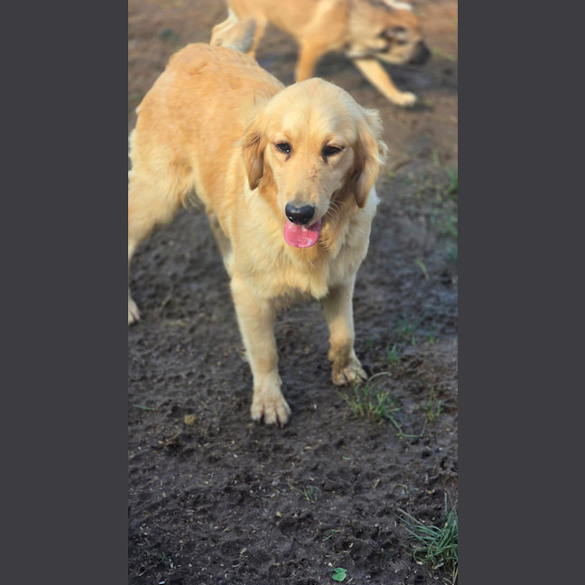 Photo of Stella