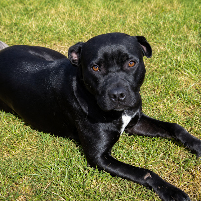 Photo of Nala