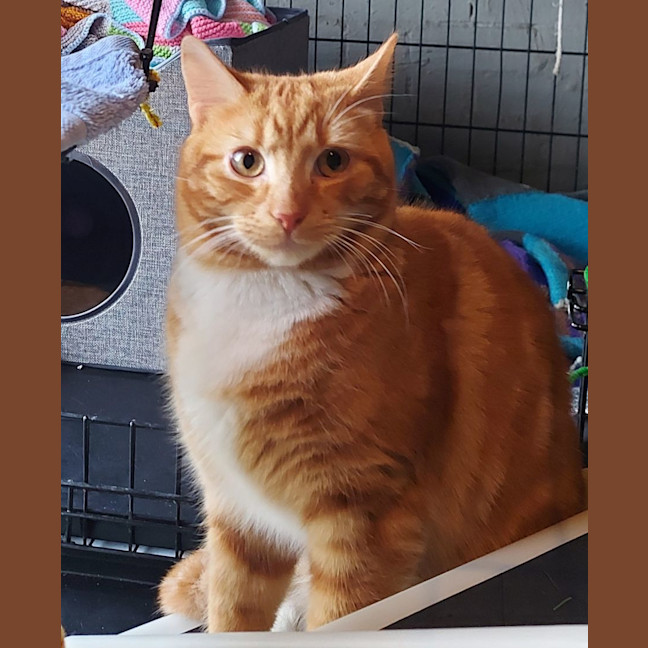 Photo of Leyton & Dakota 🐈‍⬛🌺