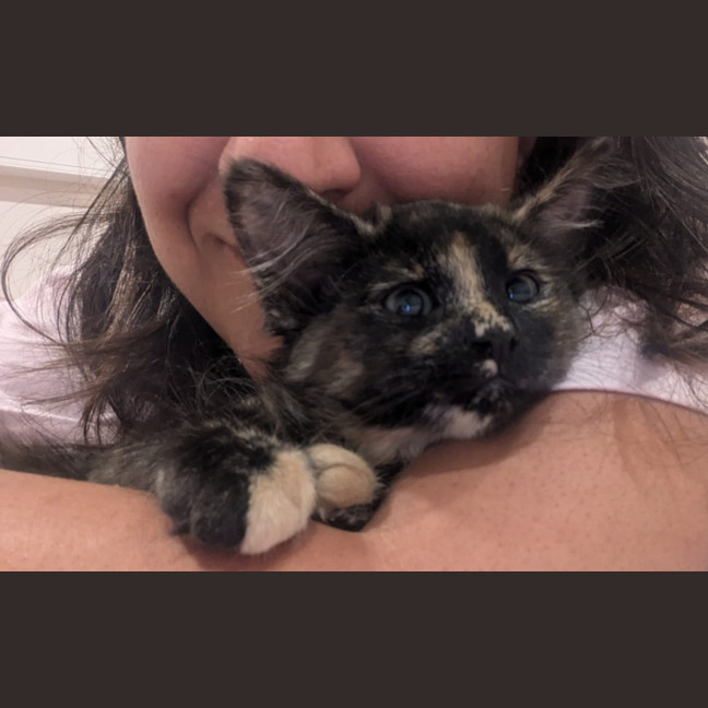 Photo of Bluebell