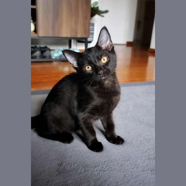 Photo of Umbreon 