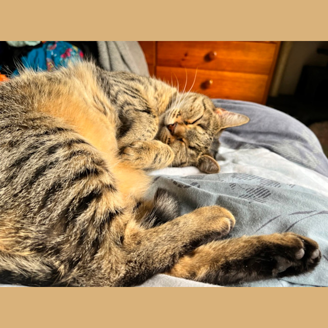 Photo of Stevie *9 Lives Project Rescue*