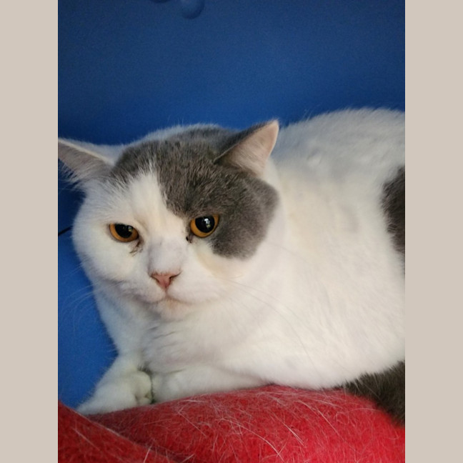 Photo of Lolita And Taffy (Bonded Pair)