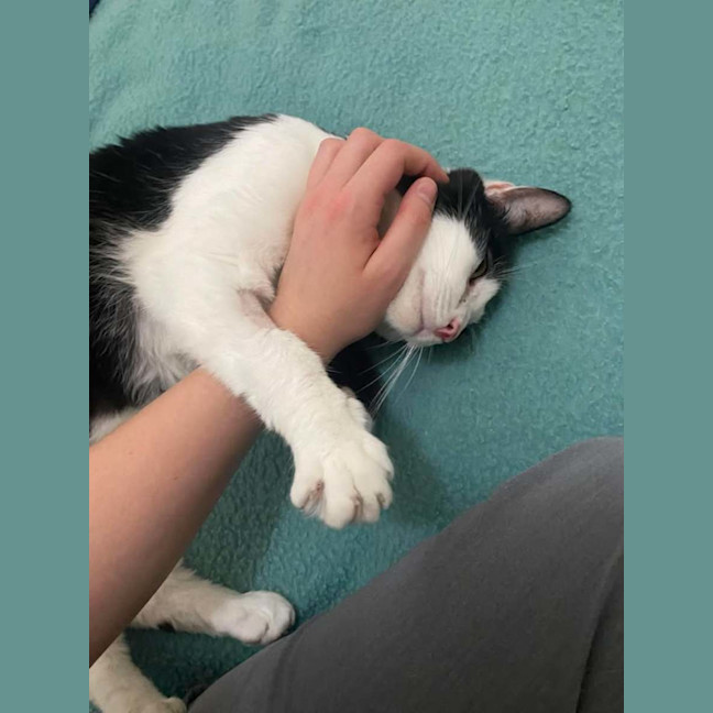 Photo of Poe *9 Lives Project Rescue*