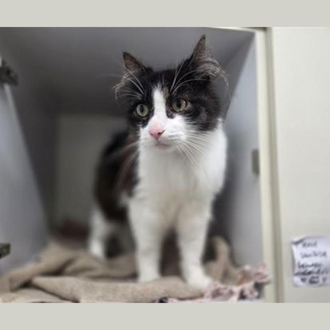 Photo of Oreo
