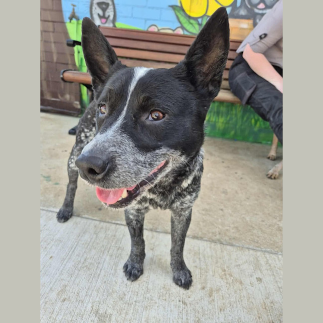 Photo of Snowy! ❄️