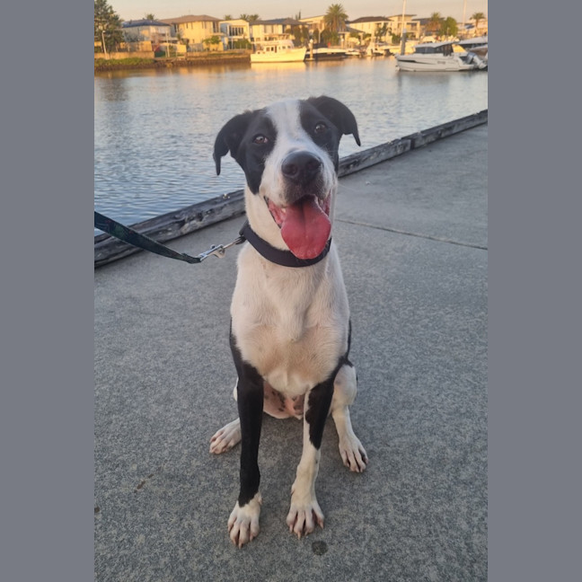 Photo of Ace *$250 Adoption Fee*