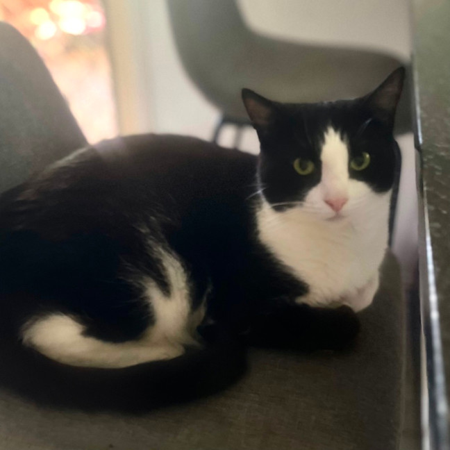 Photo of Bubbles   Assisted Rehome