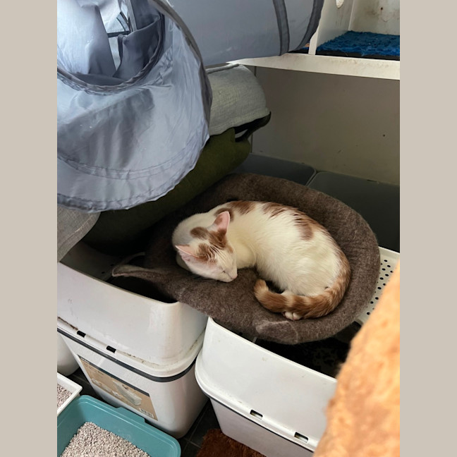 Photo of Russ ( Lazerus )