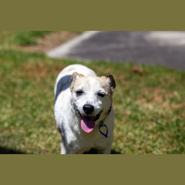 Photo of Rex   14 Year Old Mini Foxie