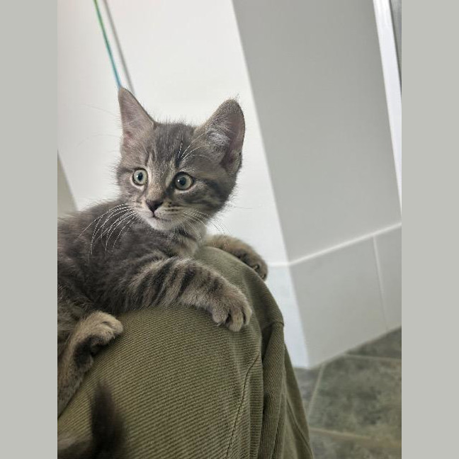 Photo of Miso