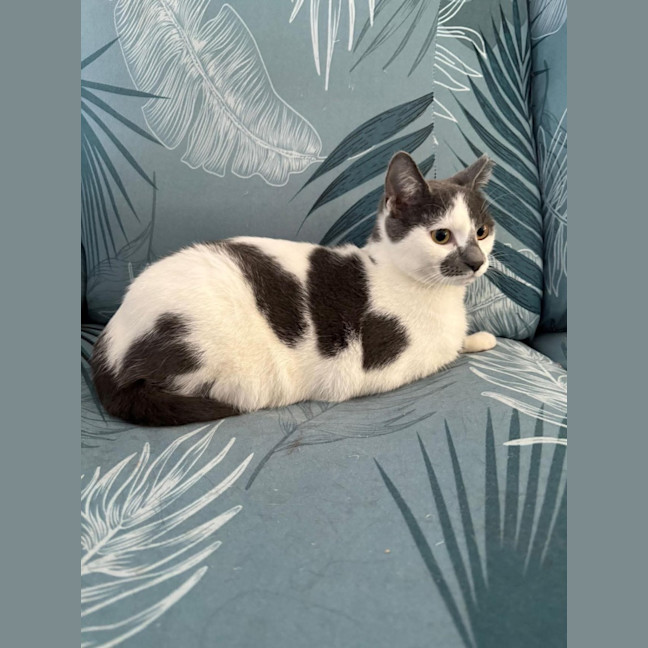 Photo of Moo Moo