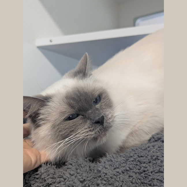 Photo of Bramble
