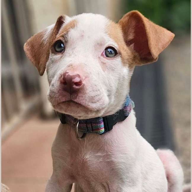 Photo of Domino