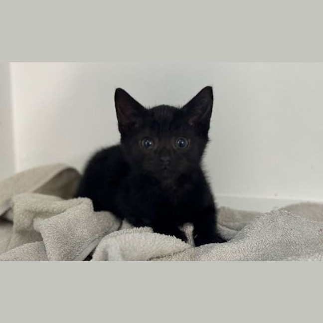 Photo of Missy