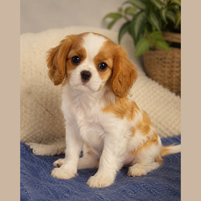 Photo of Hudson