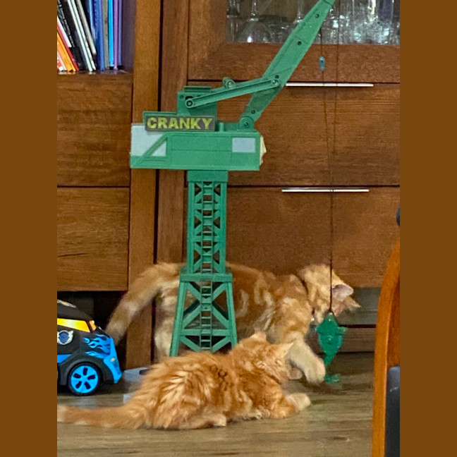 Photo of Toulouse Meet Me At Pet Stock Chelsea