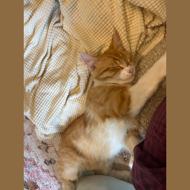 Photo of Mochi