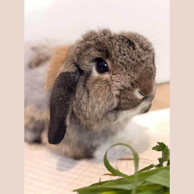 Photo of Buttercup