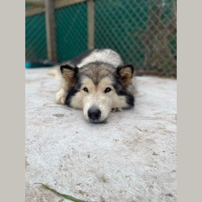 Photo of Storm (Stormie)