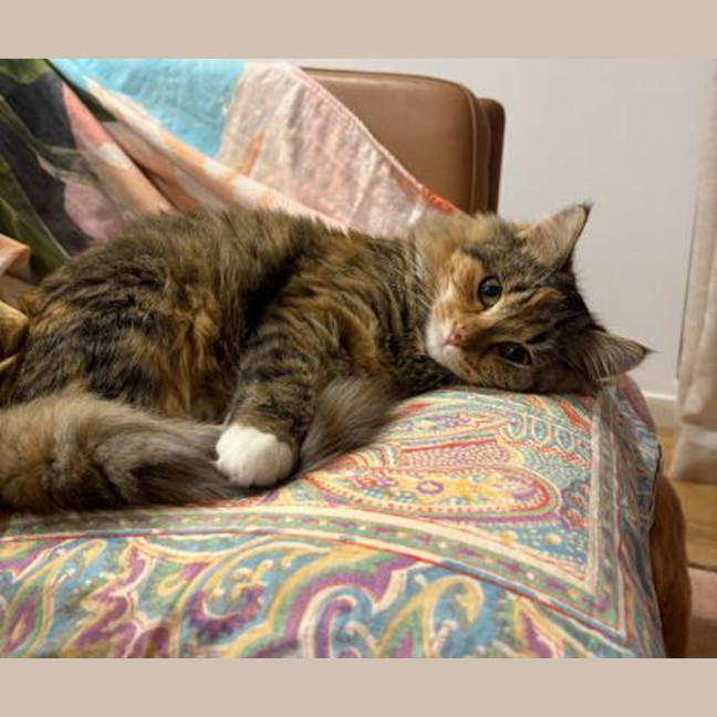 Photo of Waffles