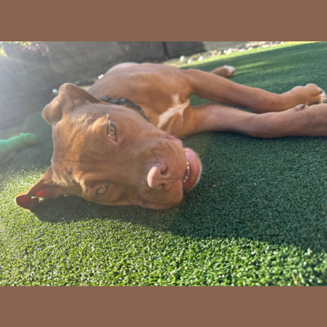 Photo of Roxy   5 Month Old Dogue De Bordeaux X
