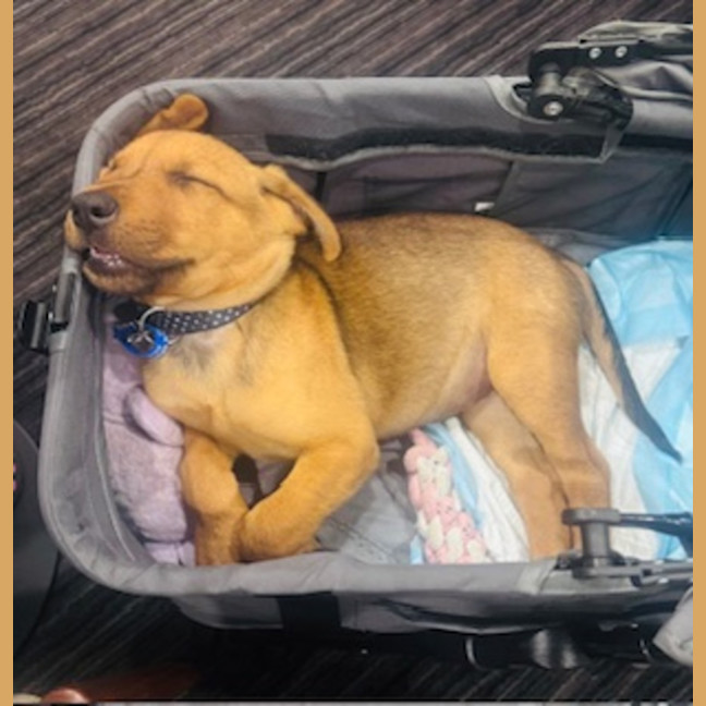 Photo of Rudy   9 Week Old Kelpie X