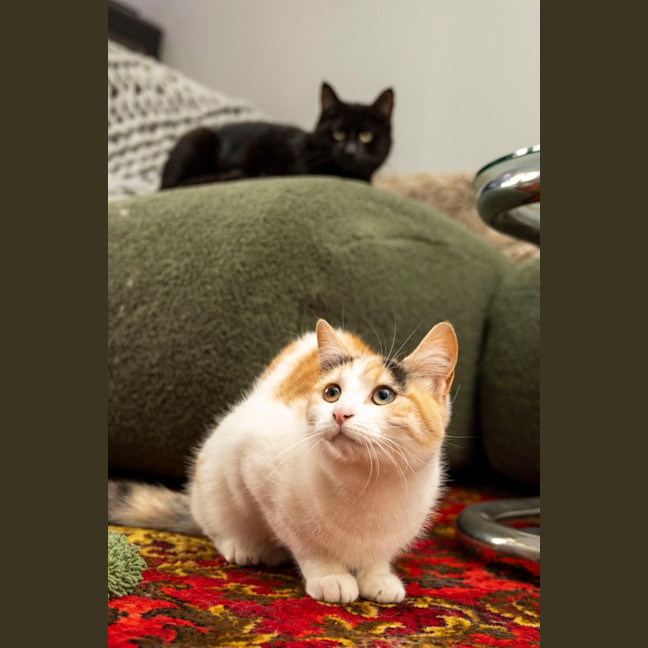 Photo of Ginger Bit
