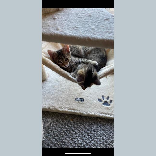 Photo of Mistletoe/Toey Meet Me@Petstock Mornington Nepean 