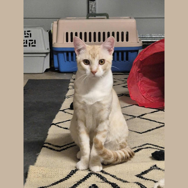 Photo of Lucky And Blue