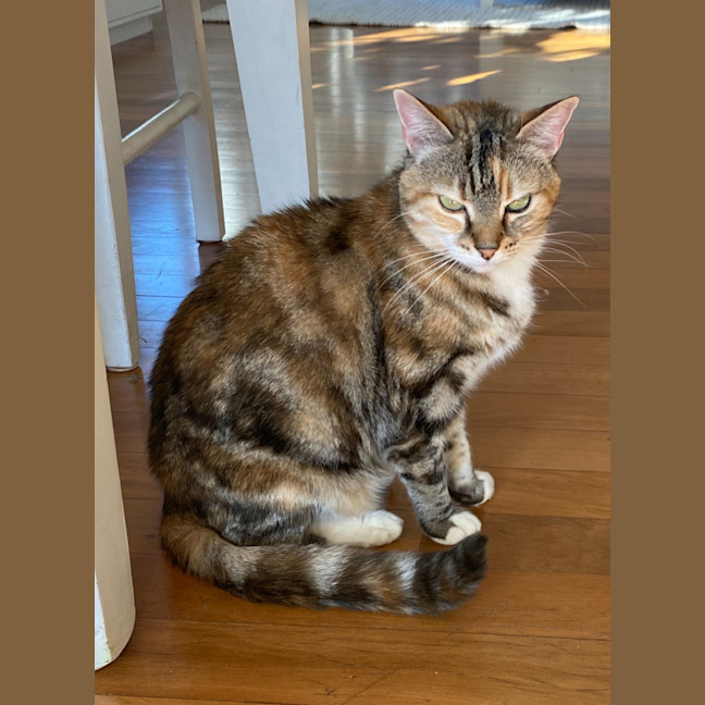 Photo of Misty