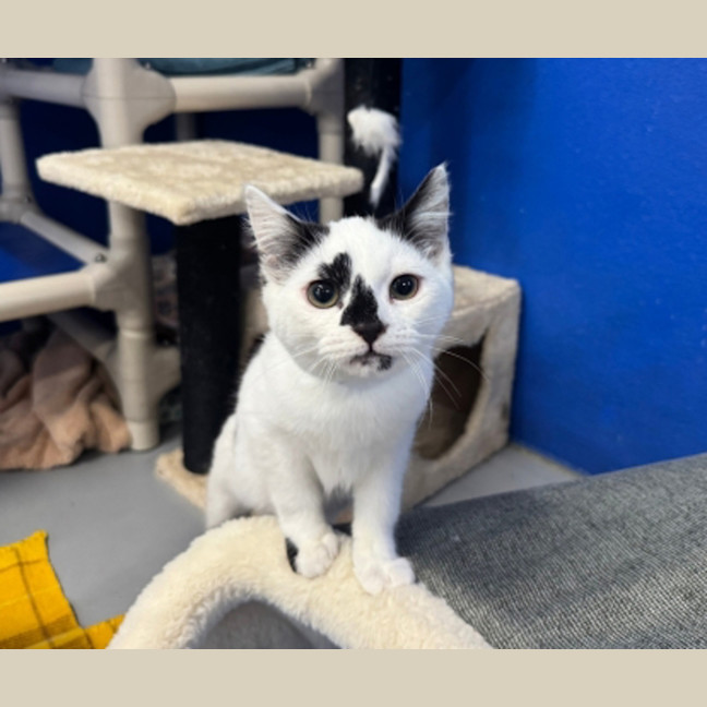 Photo of Oreo