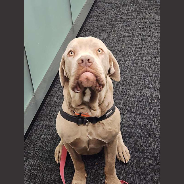 Photo of Clyde