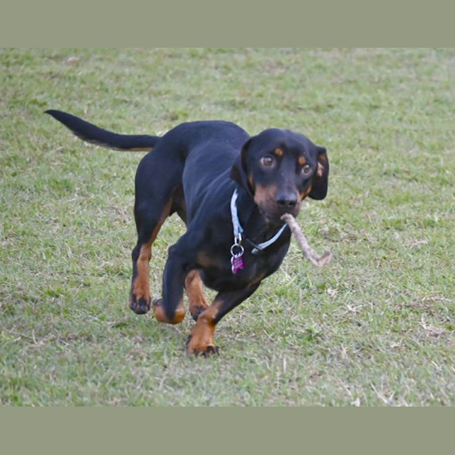 Photo of Dobby