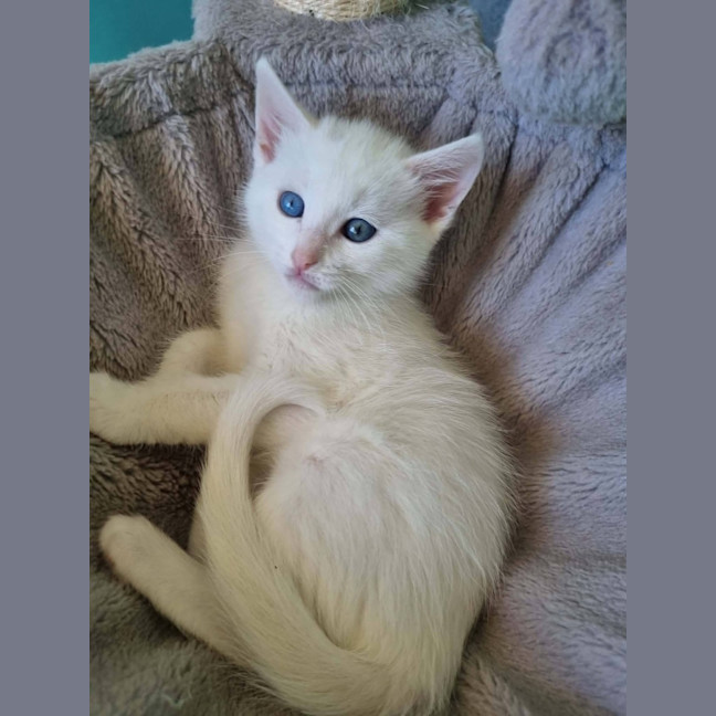 Photo of Selene