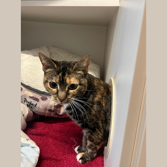 Photo of Luna 