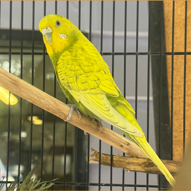 Photo of Wasabi