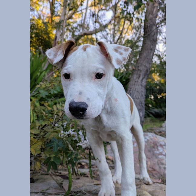 Photo of Watson