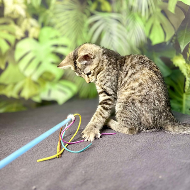 Photo of Uma   Located In Preston