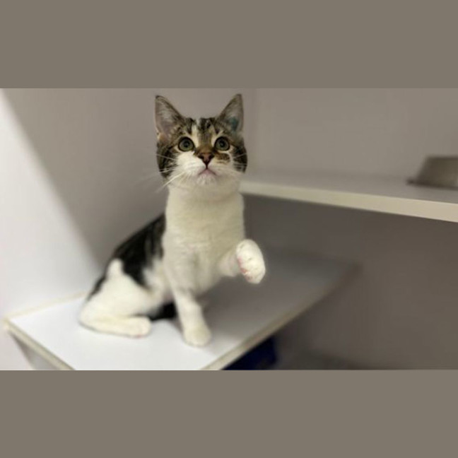 Photo of Clover