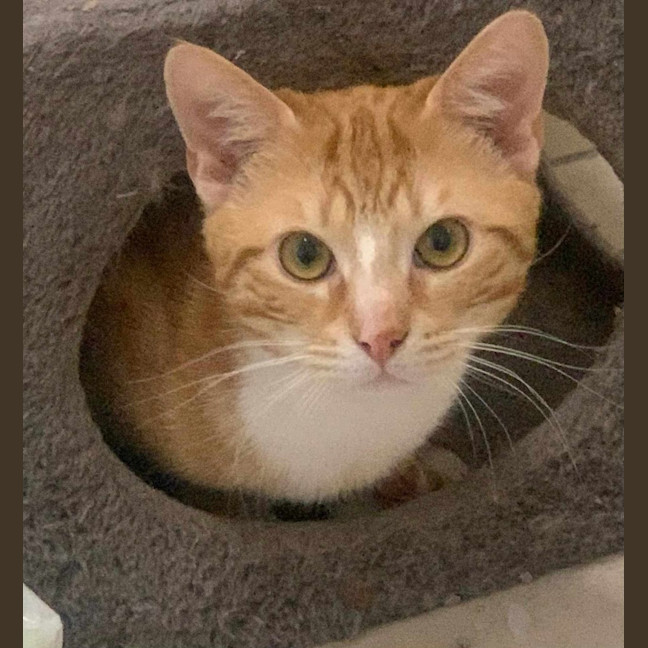 Photo of Buzz