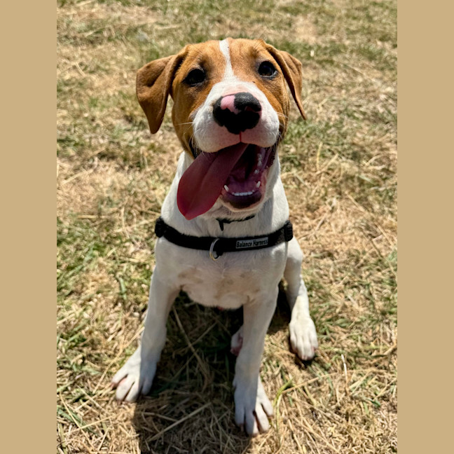 Photo of Scooby
