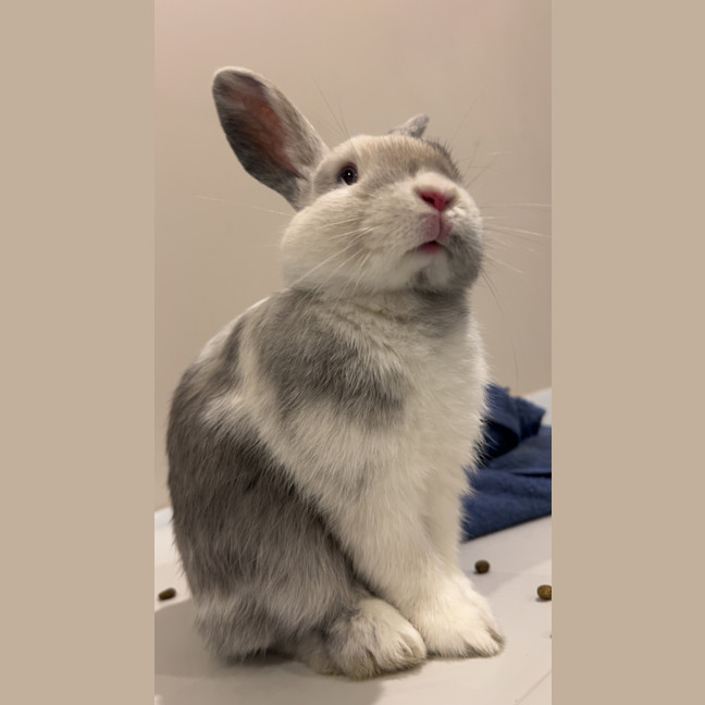 Photo of Marshmallow (Now  Martin)